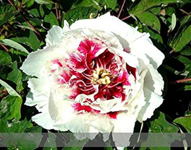 5 seeds Rare 'Hua Cat' White Peony with Red Heart Flower