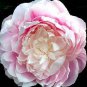5 seeds Rare 'Hua Cat' White Peony with Red Heart Flower