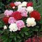5 seeds Rare 'Hua Cat' White Peony with Red Heart Flower