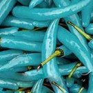 20 seeds Blue Turquoise Chili Pepper