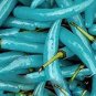 20 seeds Blue Turquoise Chili Pepper