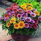 100 seeds Gorgeous Gazania Rigens Bonsai, Rare Beautiful Flower Plant