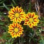 100 seeds Gorgeous Gazania Rigens Bonsai, Rare Beautiful Flower Plant