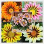 100 seeds Gorgeous Gazania Rigens Bonsai, Rare Beautiful Flower Plant
