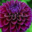 200  seeds Dahlia Flower Plants Jardin Charming Outdoor & Indoor
