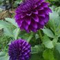200 seeds Dahlia Flower Plants Jardin Charming Outdoor & Indoor