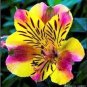 100 seeds Rare Peruvian Lily Alstroemeria Bonsai Plants Mix-Color