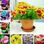 100 seeds Calceolaria Uniflora Bonsai Flowers