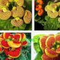 100 seeds Calceolaria Uniflora Bonsai Flowers