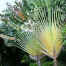 10 seeds Ravenala madagascariensis Seeds