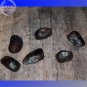 10 seeds Ravenala madagascariensis Seeds