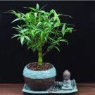 100 seeds Buddha Bamboo Seeds Bonsai Ornamental Plants