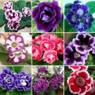 10 seeds Sinningia Speciosa Mixed Seeds