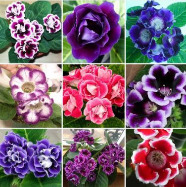 10 seeds Sinningia Speciosa Mixed Seeds