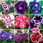 10 seeds Sinningia Speciosa Mixed Seeds