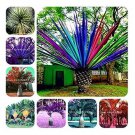 10 seeds Rainbow Japanese Bottle Palm Bonsai