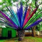10 seeds Rainbow Japanese Bottle Palm Bonsai