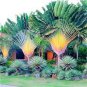 10 seeds Rainbow Japanese Bottle Palm Bonsai