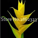 200 seeds Rare Color Succulent Heliconia Plants