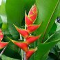 200 seeds Rare Color Succulent Heliconia Plants
