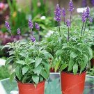 100 Pcs Sage Bonsai Vanilla Fragrant Flowers