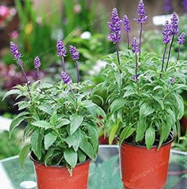 100 Pcs Sage Bonsai Vanilla Fragrant Flowers
