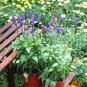 100 Pcs Sage Bonsai Vanilla Fragrant Flowers