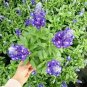 100 Pcs Sage Bonsai Vanilla Fragrant Flowers