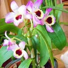 100 seeds Home Bonsai Plants,,Dendrobium Orchid Flower Garden