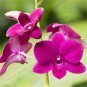 100 seeds Home Bonsai Plants,,Dendrobium Orchid Flower Garden