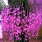 100 seeds Home Bonsai Plants,,Dendrobium Orchid Flower Garden