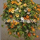 100 seeds Climbing Flowers Black-Eyed Susan Bonsai Thunbergia Alata Flower Bonsai