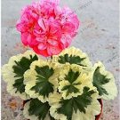 20 seeds Deep Red Geranium Bonsai Pretty Charming Flower