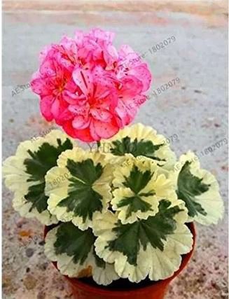 20 seeds Deep Red Geranium Bonsai Pretty Charming Flower