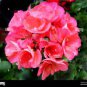 20 seeds Deep Red Geranium Bonsai Pretty Charming Flower