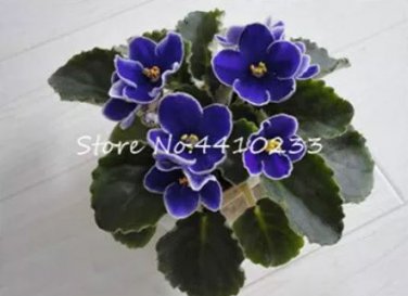 50  seeds Mini Bonsai Violet Plants Colorful Rare African Flower