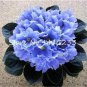 50 seeds Mini Bonsai Violet Plants Colorful Rare African Flower