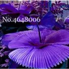 100 seeds Purple Travelers Palm Flores Bonsai Ravenala Madagascariensis Chinese Fan Palm Plant