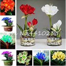 100 seeds  Mixed Clivia Rare Rainbow Clivia Flower Potted Plants