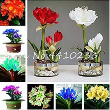 100 seeds  Mixed Clivia Rare Rainbow Clivia Flower Potted Plants