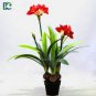 100 seeds  Mixed Clivia Rare Rainbow Clivia Flower Potted Plants