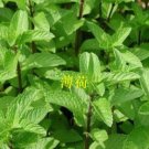 100 seeds Spearminted Mint Bonsai Bergamot Sweet Horse Mint Bonsai