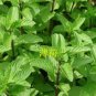 100 seeds Spearminted Mint Bonsai Bergamot Sweet Horse Mint Bonsai