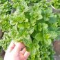 100 seeds Spearminted Mint Bonsai Bergamot Sweet Horse Mint Bonsai