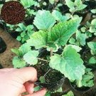 100 seeds Agastache Rugosa Flower Bonsai Patchouli Flower Plant Fancy Ageratum Blue Crown