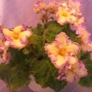 50 seeds Mini Violet African Violet Garden Potted Plants Violet Flowers