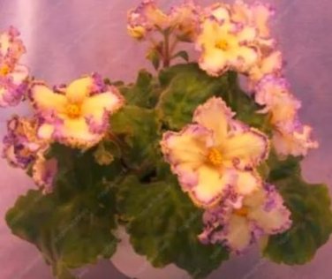 50 seeds Mini Violet African Violet Garden Potted Plants Violet Flowers