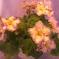 50 seeds Mini Violet African Violet Garden Potted Plants Violet Flowers