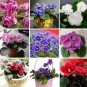 50 seeds Mini Violet African Violet Garden Potted Plants Violet Flowers