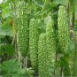 5 seeds Rare Hybrid 'Black Pearl' Bitter Melon F1 Seeds